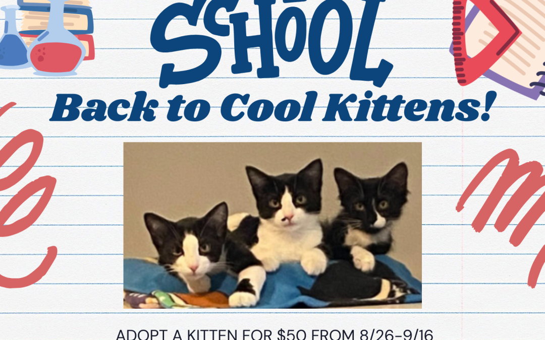 Back to School, Back to Cool Kittens!