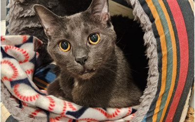 Finn