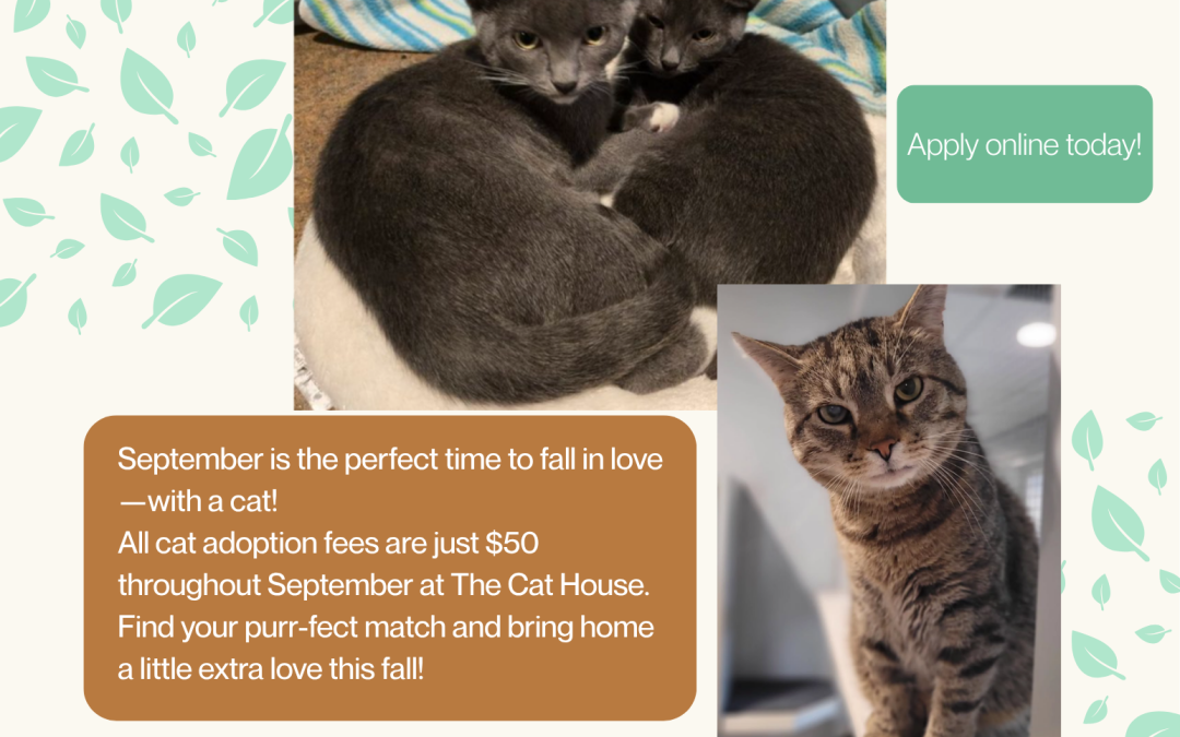 September Adoption Promotion